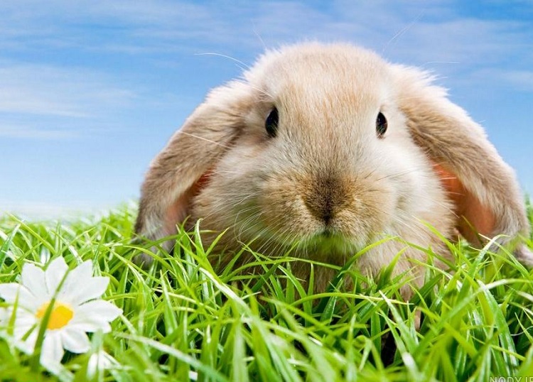 پارک جنگلی خرگوش دره