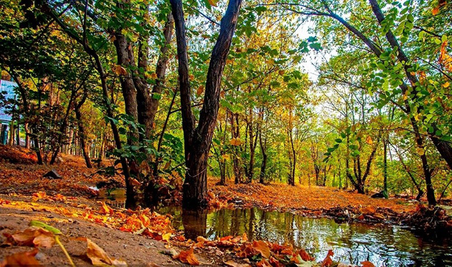 پارک جنگلی چیتگر